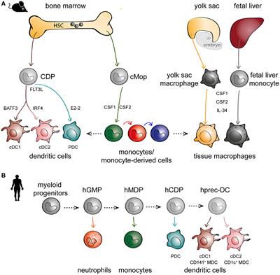 Human Lung Mononuclear Phagocytes in Health and Disease